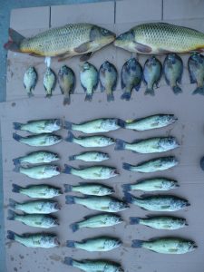 catch and release program results in stunted fish population
