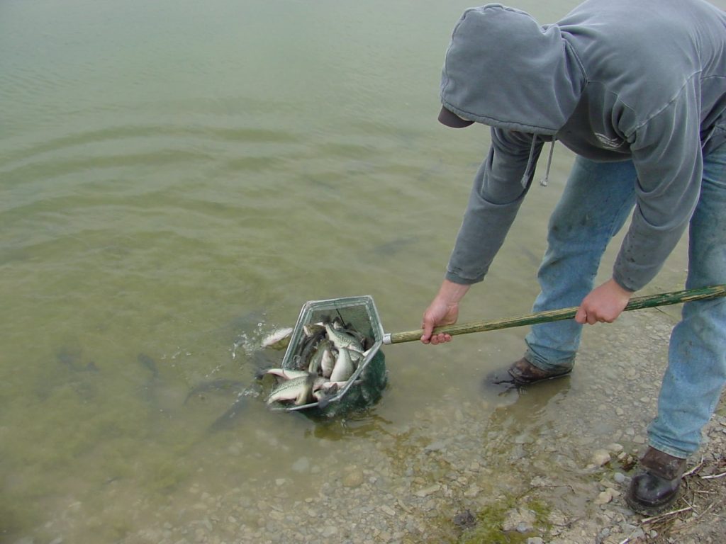 fish stocking Archives - Magnolia Fisheries