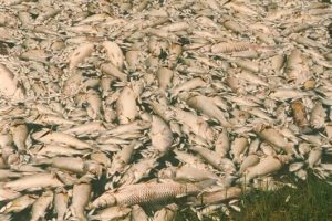 Pile of dead fish from low oxygen levels
