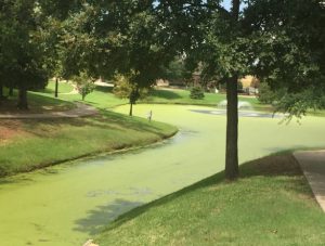 excess algae turns pond green