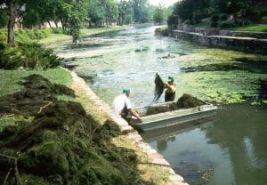 Aquatic Weed Removal - Physically removing weeds and algae