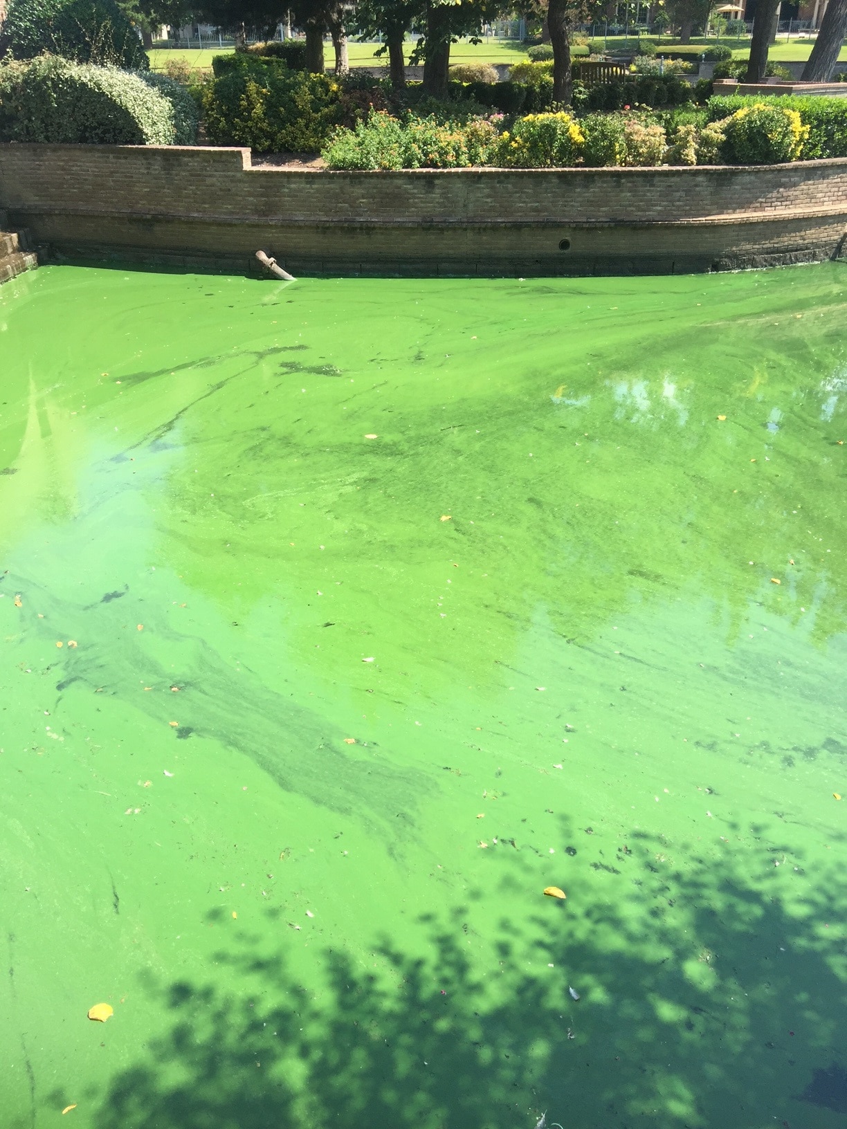 blue green algae pool