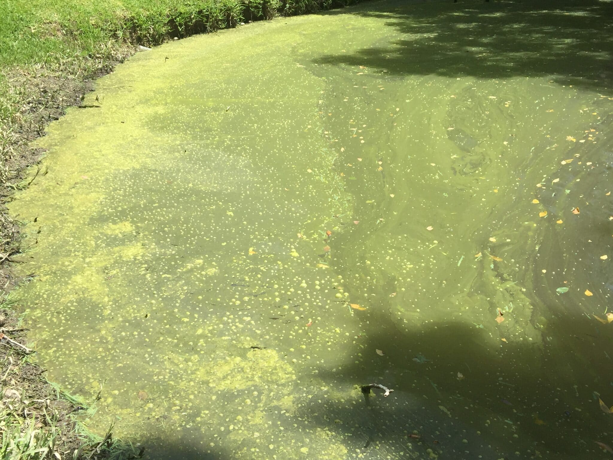 Examples of white slime algae in - 1 Call Well Services