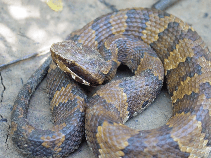 WATCH OUT............It's a snake!!! - Magnolia Fisheries