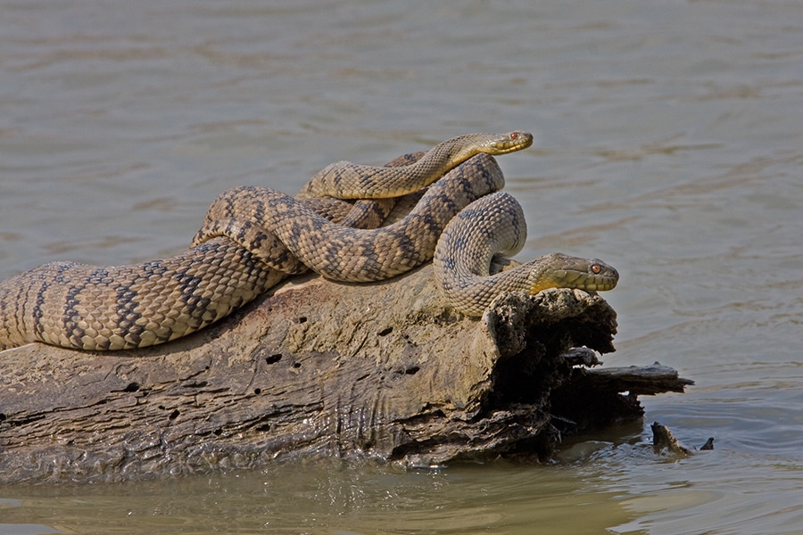 Diamondback Watersnake Magnolia Fisheries