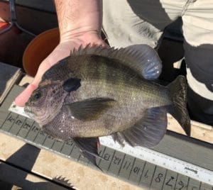 shows large bluegill for bass forage
