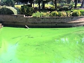 blue-green algae film covering pond