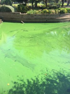 Shows blue-green algae over pond