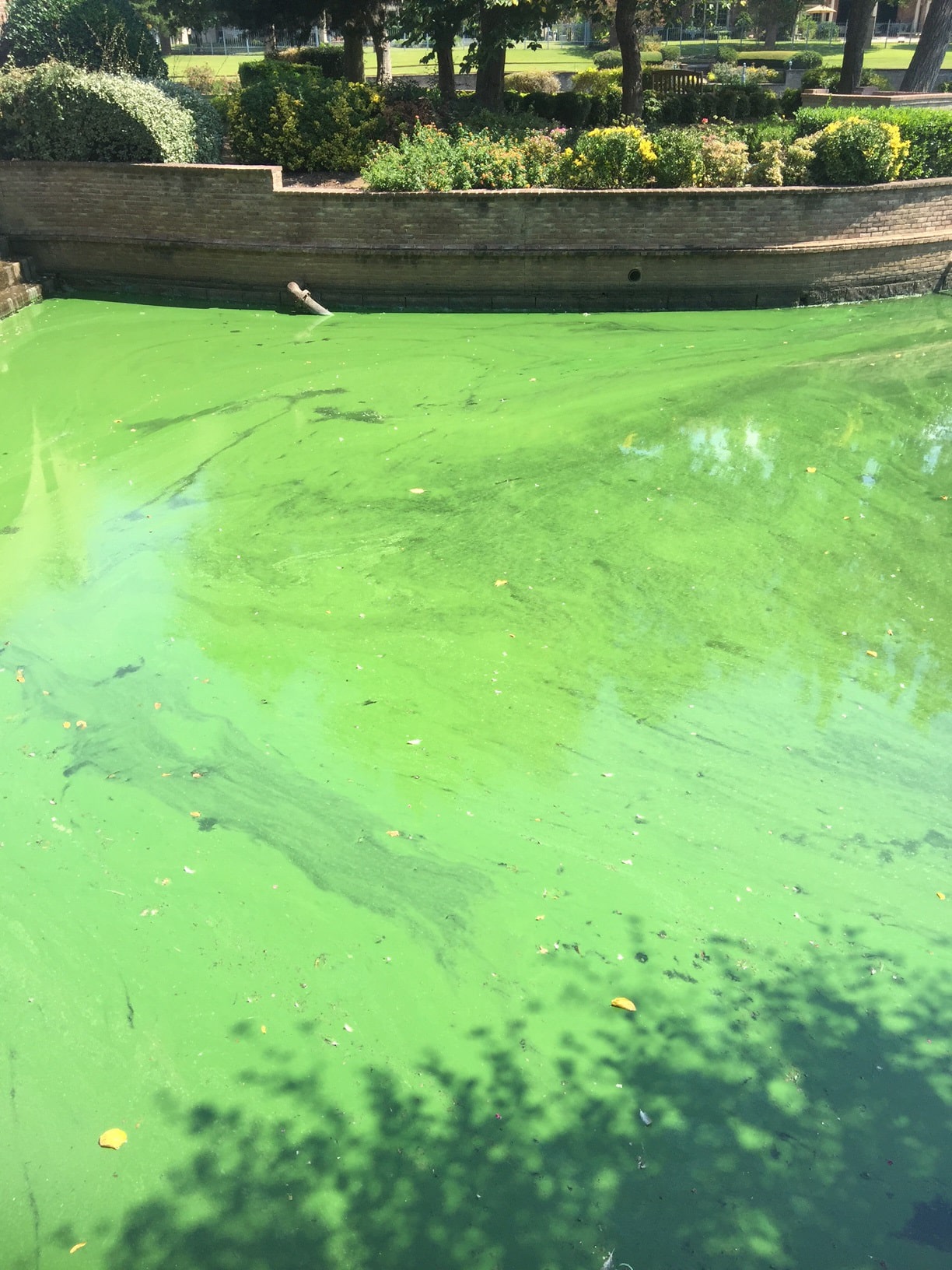 Blue-Green Algae Control in Ponds - Does your pond look like pea soup?