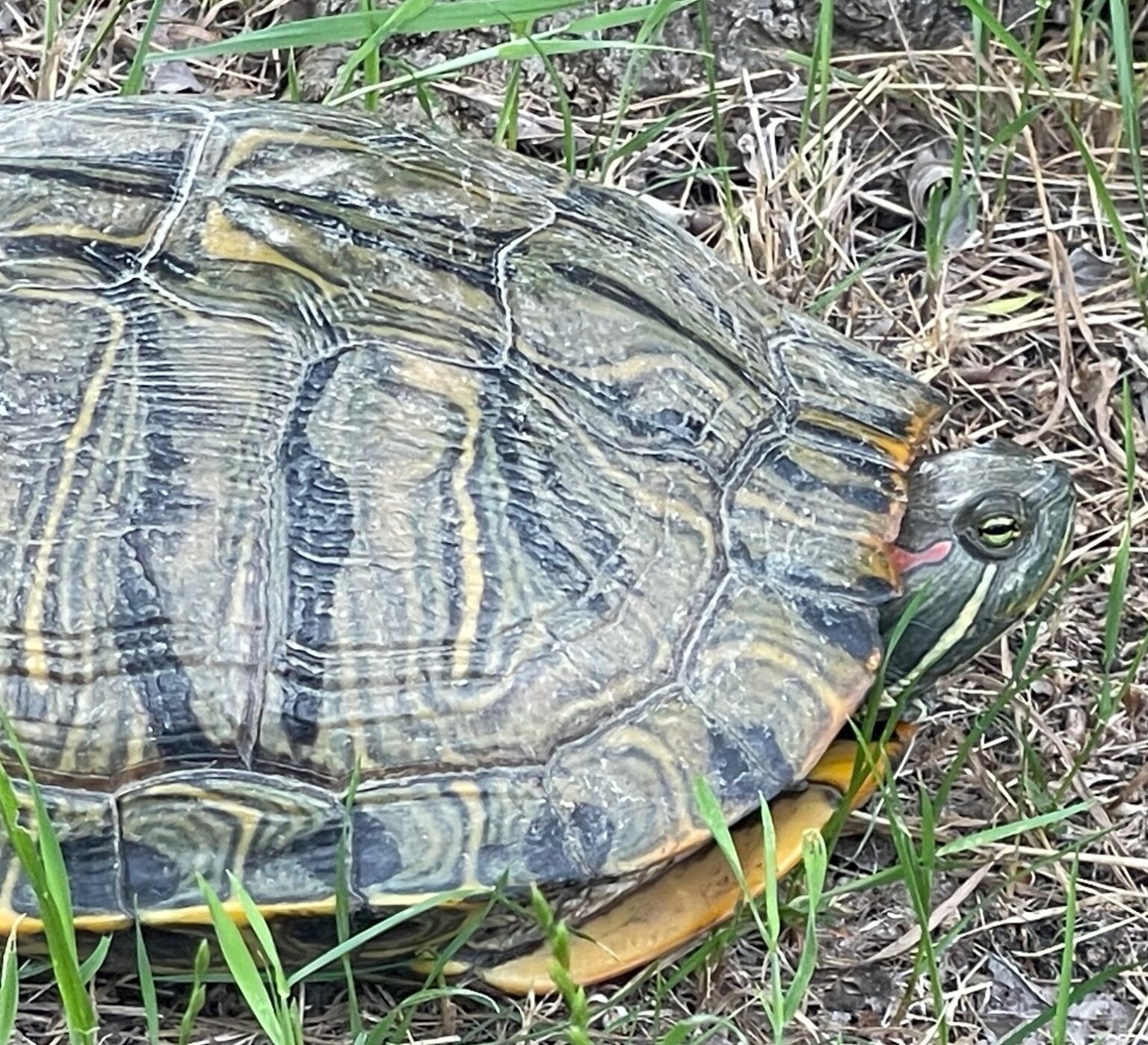 are-turtles-harmful-to-my-pond-magnolia-fisheries