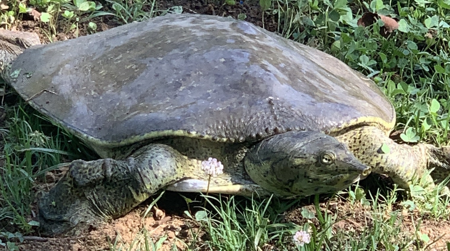 Spiny Softshell Turtle, Ontario Nature